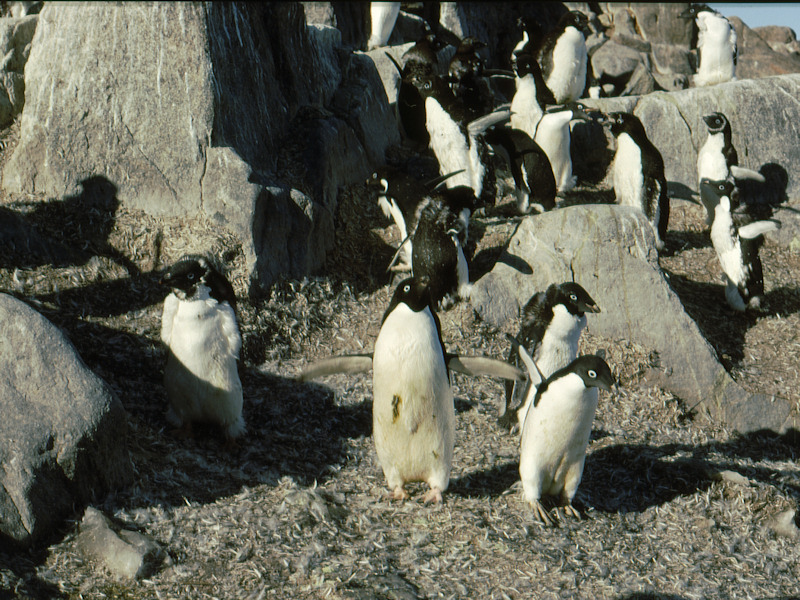 Pinguini Adelia mutando le penne