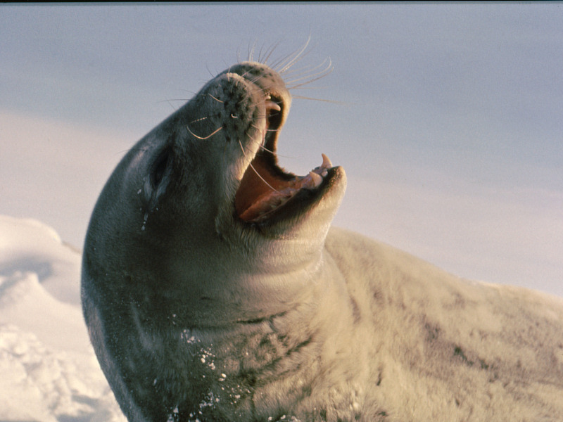 Weddell seal