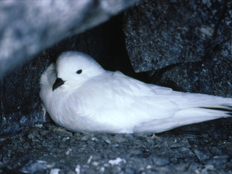 Snow petrel