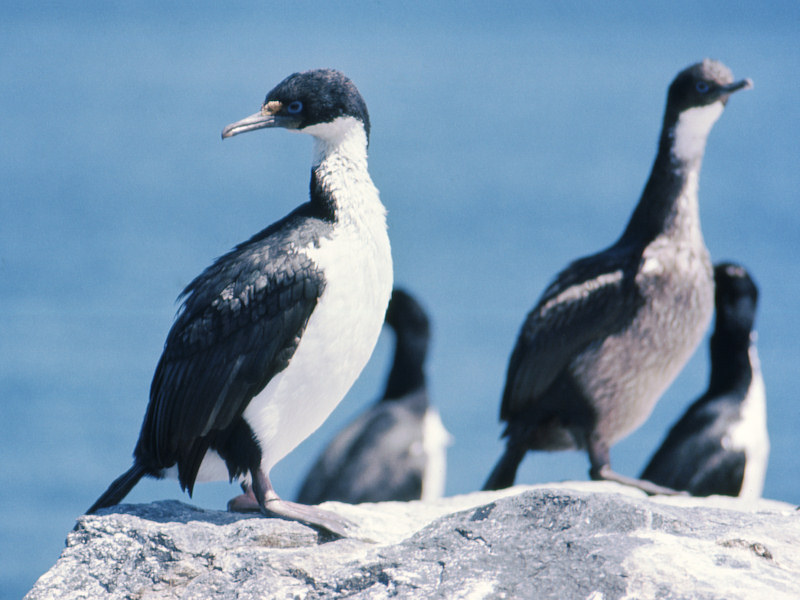 Cormorans