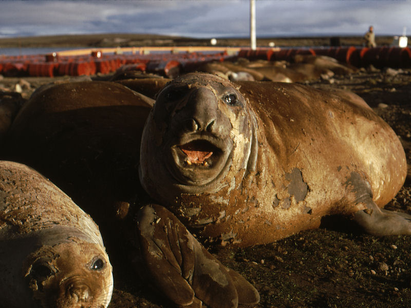 Moult of elephant seals