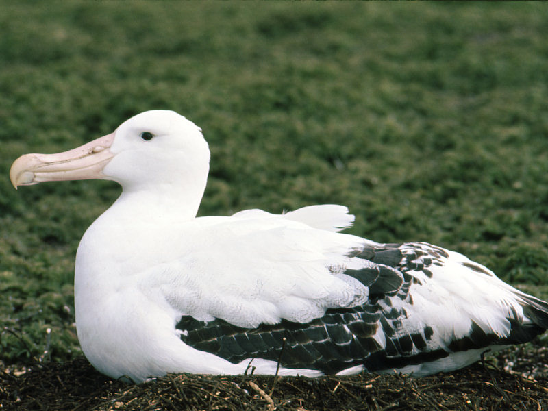 Grande Albatro sul suo nido