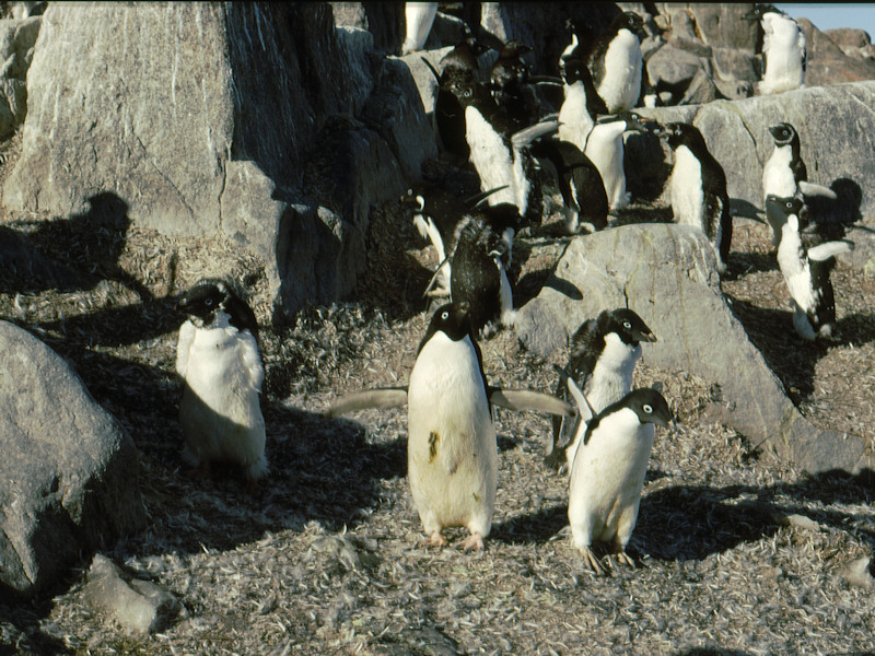 Moulting Adelie penguins