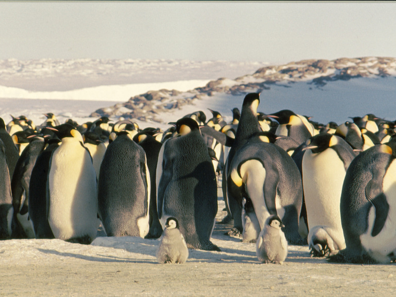 Emperor penguins and chicks