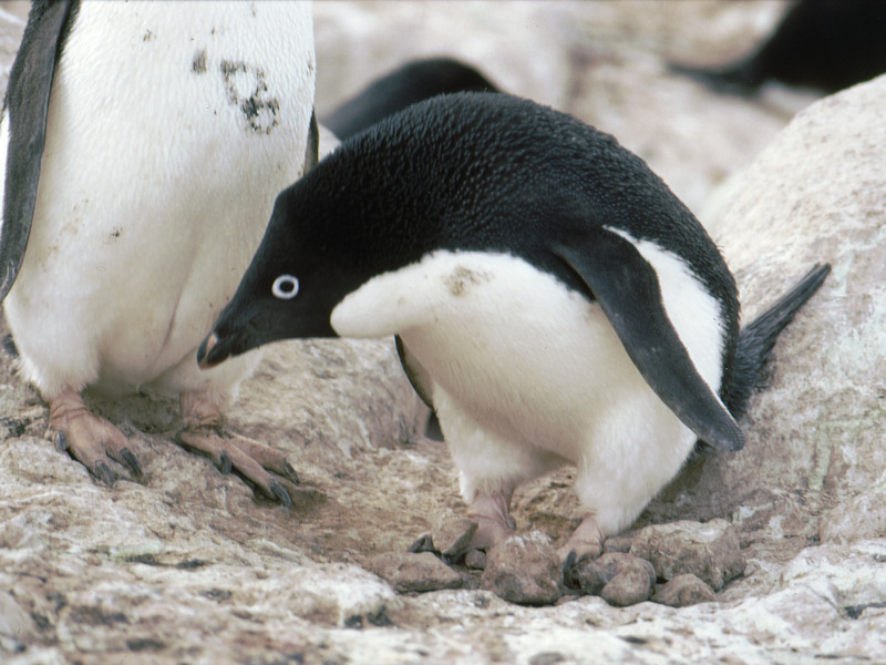 Adelie penguin on its nest