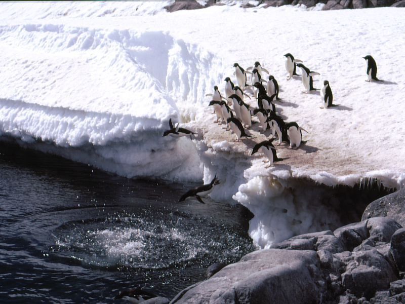 Flight of Adelie penguins