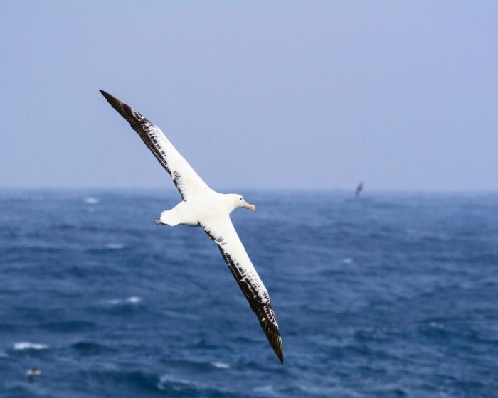 AlbatrosDisparition