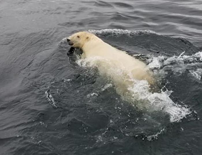 ours-polaire-nage-terre-neuve
