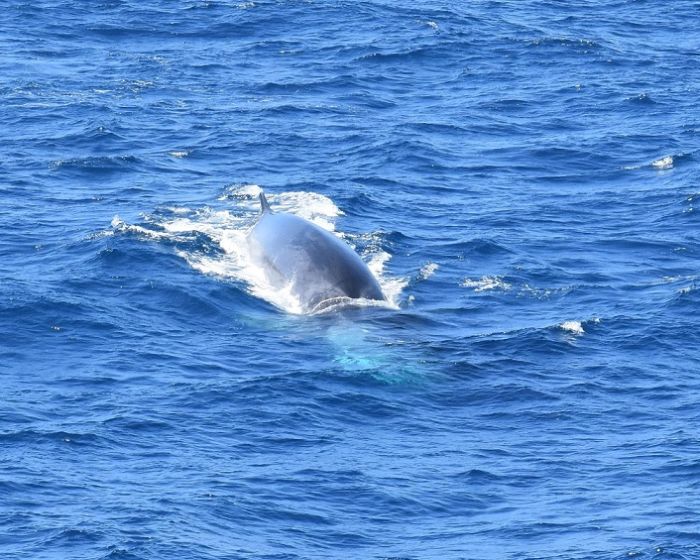Baleine