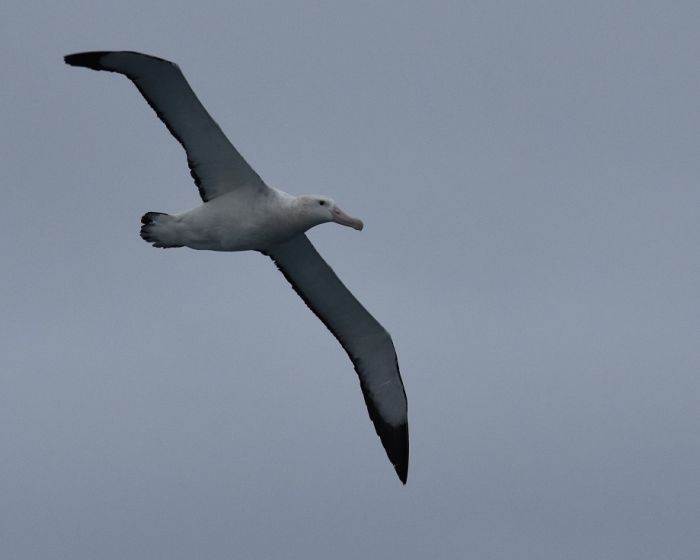 albatros