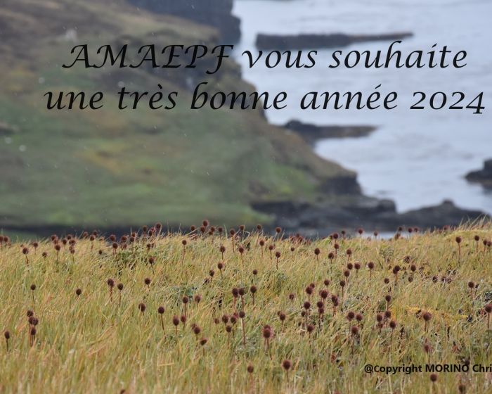 AMAEPF 2024