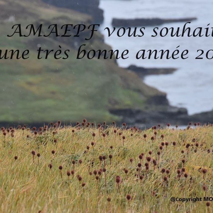 AMAEPF 2024