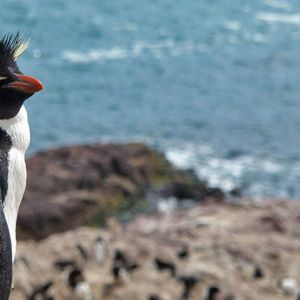 GORFOU SAUTEUR SUBTROPICAL