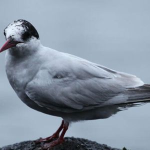 STERNE SUBANTARCTIQUE Envergure moyenne 75 cm. Niche le long des falaises avec faible végétation.