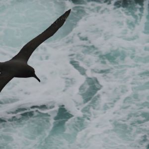 ALBATROS FULIGINEUX A DOS SOMBRE