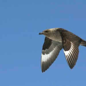 SKUAS SUBANTARCTIQUE