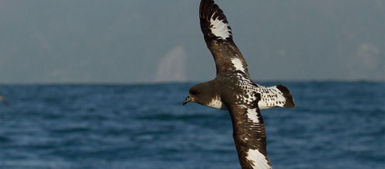 AMAEPF-terre-adelie-damier