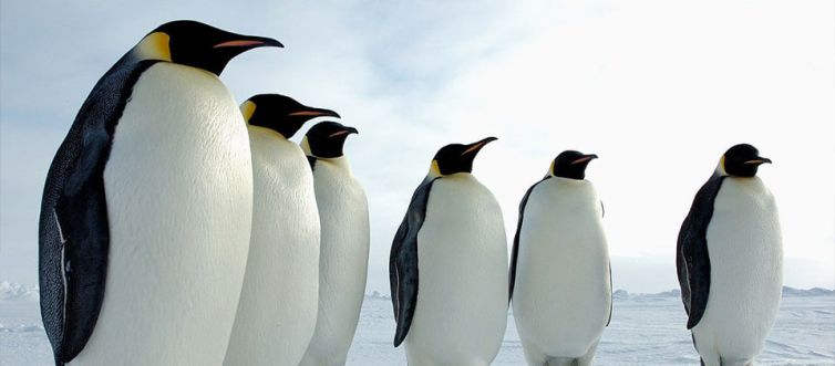 AMAEPF-terre-adelie-empereur