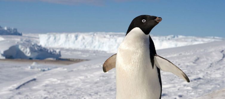 AMAEPF-terre-adelie-manchots
