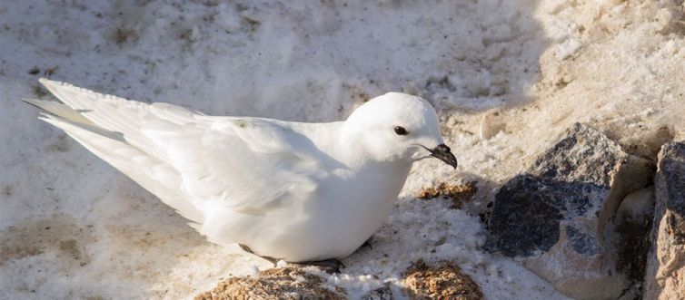 AMAEPF-terre-adelie-petrels-desneiges