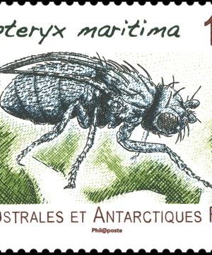 Amalopteryx maritima, coléoptère de Kerguelen