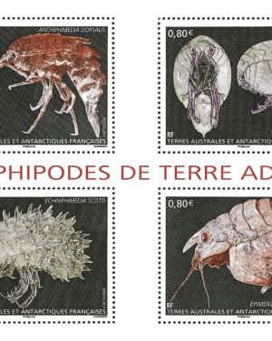 Amphipodes de Terre Adélie