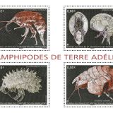 Amphipodes-de-Terre-Adelie.jpg