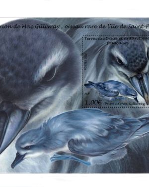 Prion de Mac Gillivray (oiseau de St-Paul)
